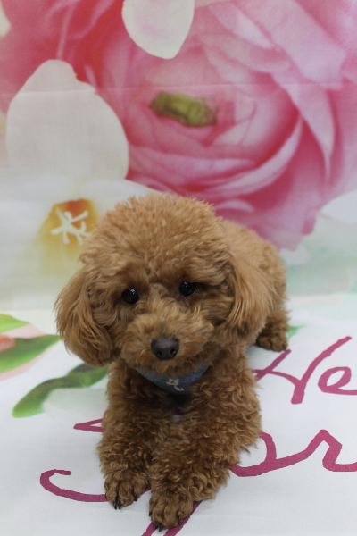 千葉県松戸市のトイプードルのトリミング前画像