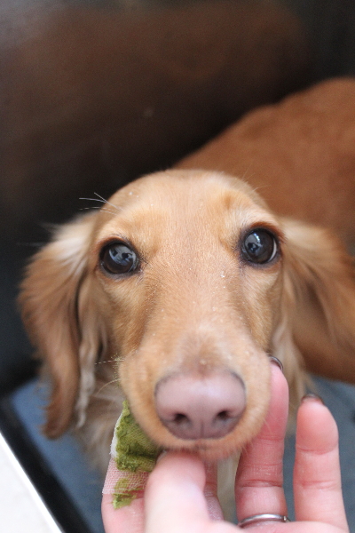 千葉県船橋市のミニチュアダックスの歯磨き画像