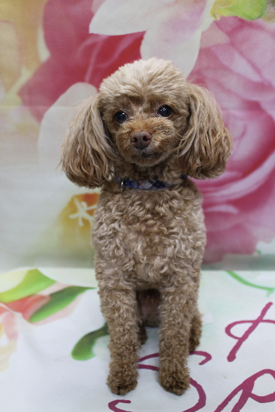 千葉県船橋市のトイプードルのトリミング前画像