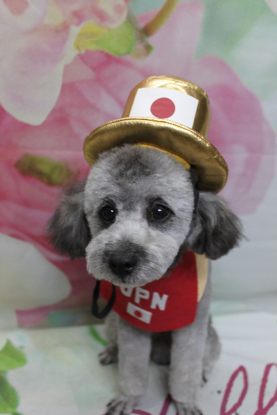 千葉県船橋市のトイプードルのトリミング画像