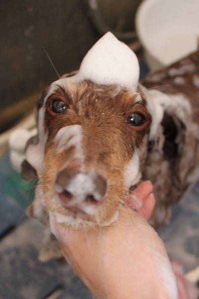 千葉県松戸市のミニチュアダックスのシャンプー画像
