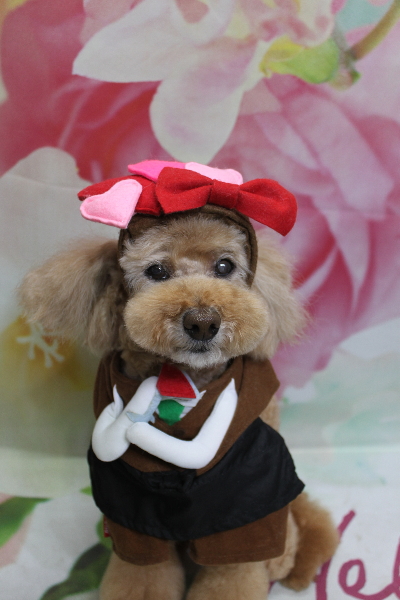 千葉県松戸市のトイプードルのトリミング画像