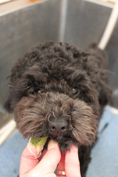 千葉県船橋市のトイプードルの歯磨き画像