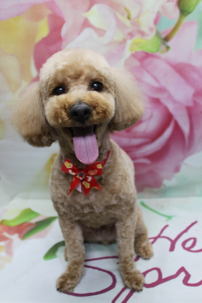 千葉県船橋市のトイプードルのトリミング画像