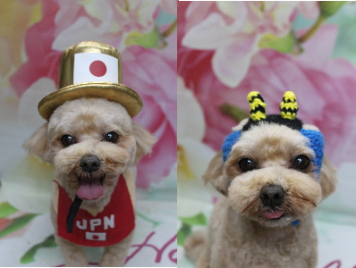 千葉県船橋市のミックス犬のトリミング画像