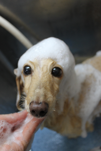 千葉県鎌ケ谷市のミニチュアダックスのシャンプー画像