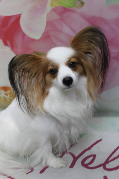 千葉県鎌ヶ谷市のパピヨンのトリミング前画像