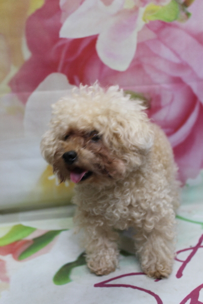 千葉県鎌ケ谷市のトイプードルトリミング前画像
