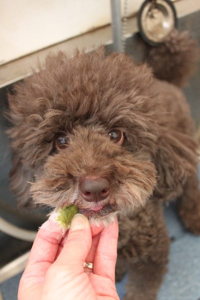 千葉県千葉市のトイプードルの歯磨き画像