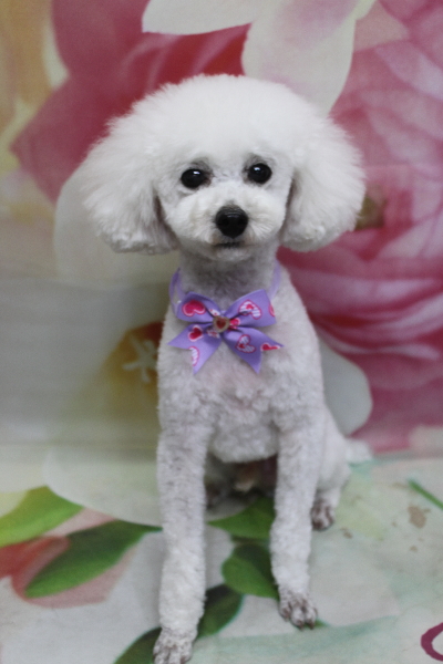 千葉県市川市のトイプードルのトリミング画像