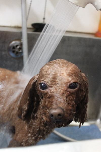 千葉県市川市のトイプードルのオゾンシャワー画像