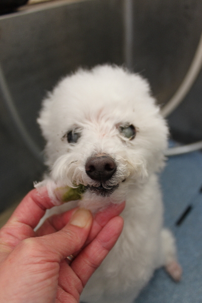 千葉県習志野市のトイプードルの歯磨き画像