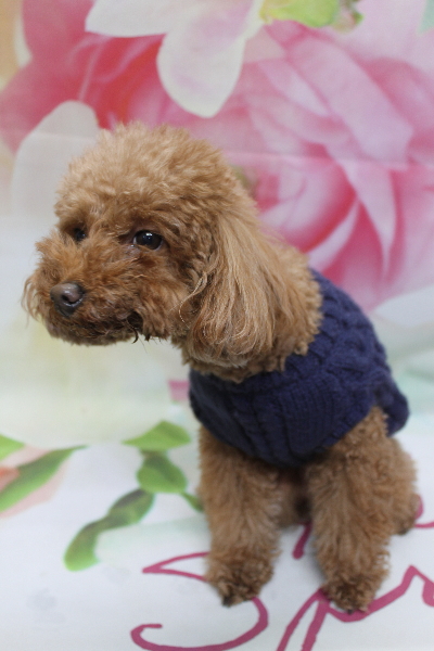 千葉県市川市のトイプードルのトリミング前画像