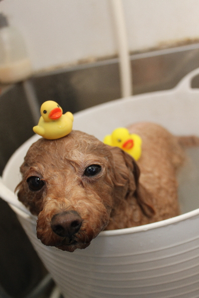 千葉県船橋市のトイプードルの炭酸泉画像