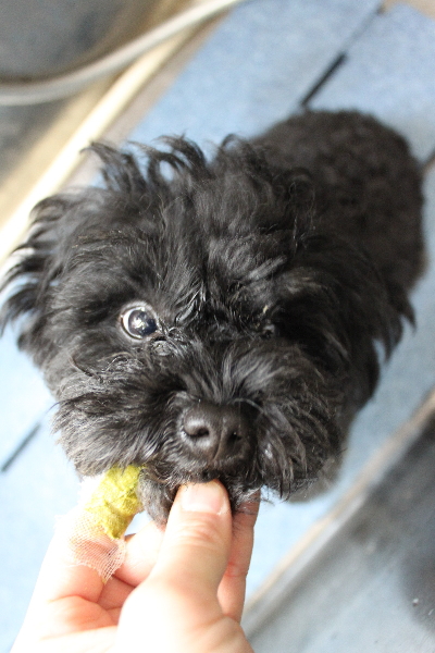 千葉県鎌ヶ谷市のトイプードルの歯磨き画像