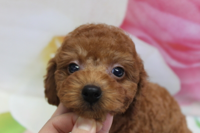 トイプードルブリーダーの子犬、トリミング画像