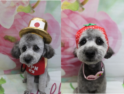 千葉県船橋市のトイプードルのトリミング画像