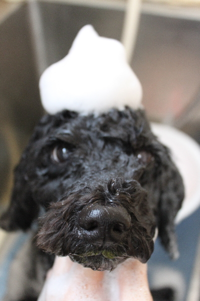 千葉県松戸市のトイプードルのシャンプー画像