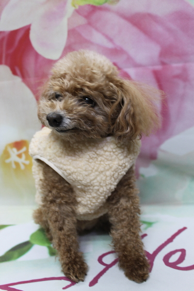 千葉県鎌ケ谷市のトイプードルのトリミング前画像