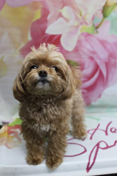 千葉県船橋市のミックス犬のトリミング前画像