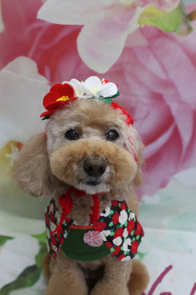 千葉県松戸市のトイプードルのトリミング画像