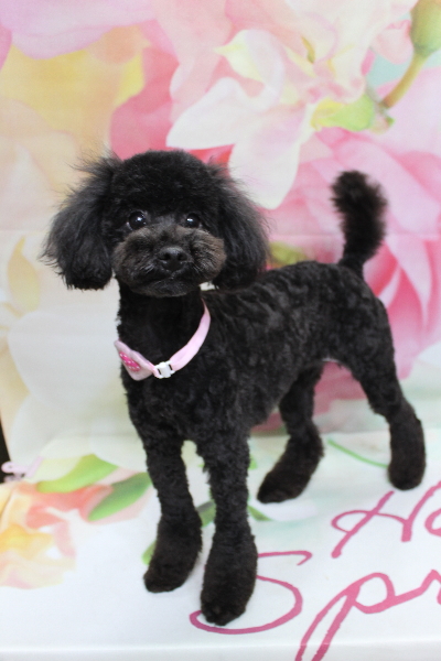 千葉県船橋市のトイプードルのトリミング画像