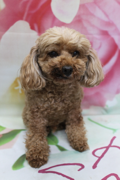 千葉県船橋市のトイプードルのトリミング前画像