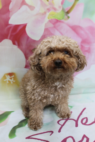 千葉県船橋市のトイプードルのトリミング前画像