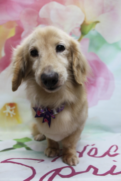 千葉県鎌ケ谷市のミニチュアダックスのトリミング画像