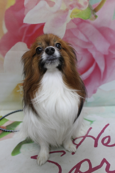 千葉県鎌ヶ谷市のパピヨンのトリミング前画像