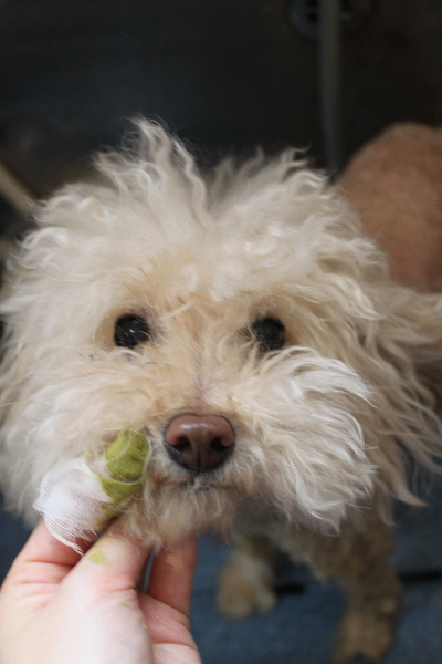 千葉県鎌ケ谷市のトイプードルの歯磨き画像