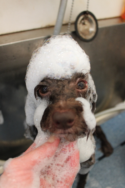 千葉県千葉市のトイプードルのシャンプー画像