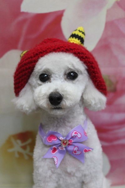 千葉県市川市のトイプードルのトリミング画像