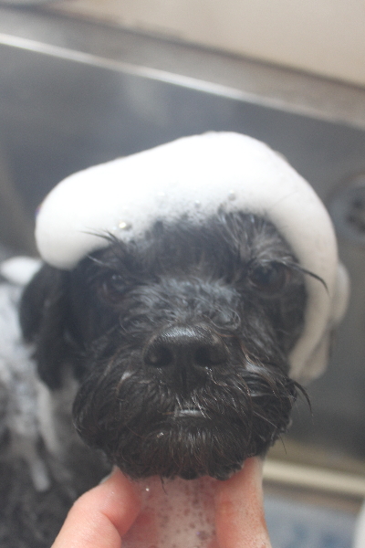 千葉県船橋市ミックス犬のシャンプー画像