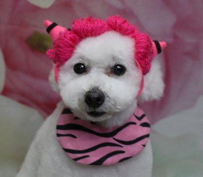 千葉県船橋市のトイプードルのトリミング画像