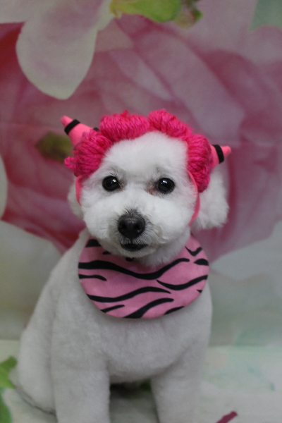 千葉県船橋市のトイプードルのトリミング画像