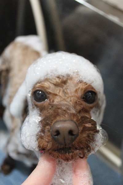 千葉県市川市のトイプードルのシャンプー画像