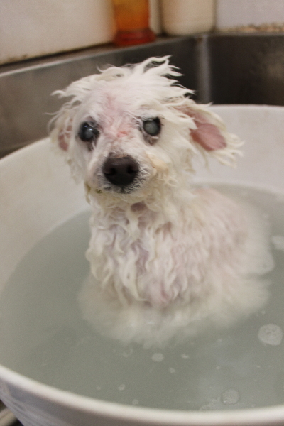 千葉県習志野市のトイプードルの炭酸泉画像