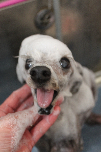 千葉県船橋市のトイプードルのシャンプー画像