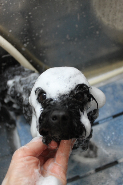 千葉県鎌ヶ谷市のトイプードルのシャンプー画像