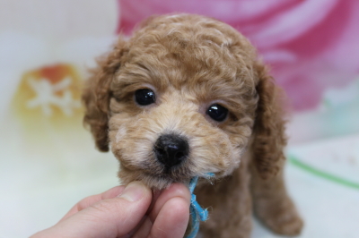 トイプードルブリーダーの子犬、トリミング画像