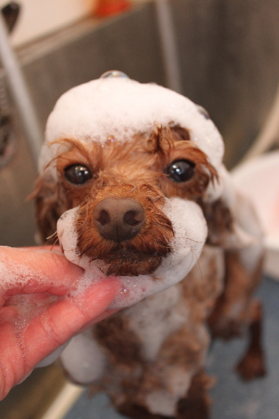 千葉県鎌ケ谷市のトイプードルのシャンプー画像