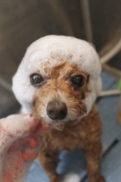 千葉県鎌ケ谷市のトイプードルのシャンプー画像