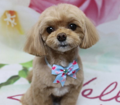 千葉県船橋市のミックス犬のトリミング画像