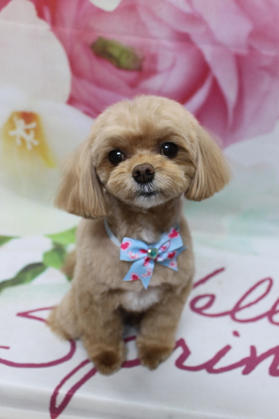 千葉県船橋市のミックス犬のトリミング画像