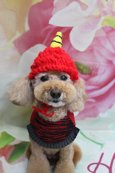 千葉県松戸市のトイプードルのトリミング画像