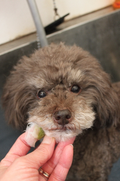 千葉県柏市のトイプードルの歯磨き画像