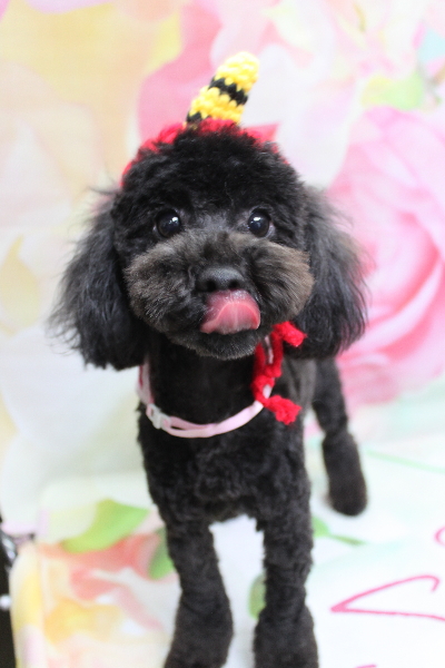 千葉県船橋市のトイプードルのトリミング画像