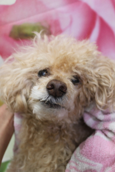 千葉県船橋市のトイプードルのトリミング前画像