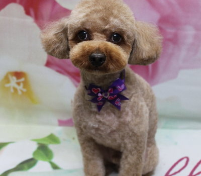 千葉県船橋市のトイプードルのトリミング画像